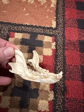 Small animal mandible decor